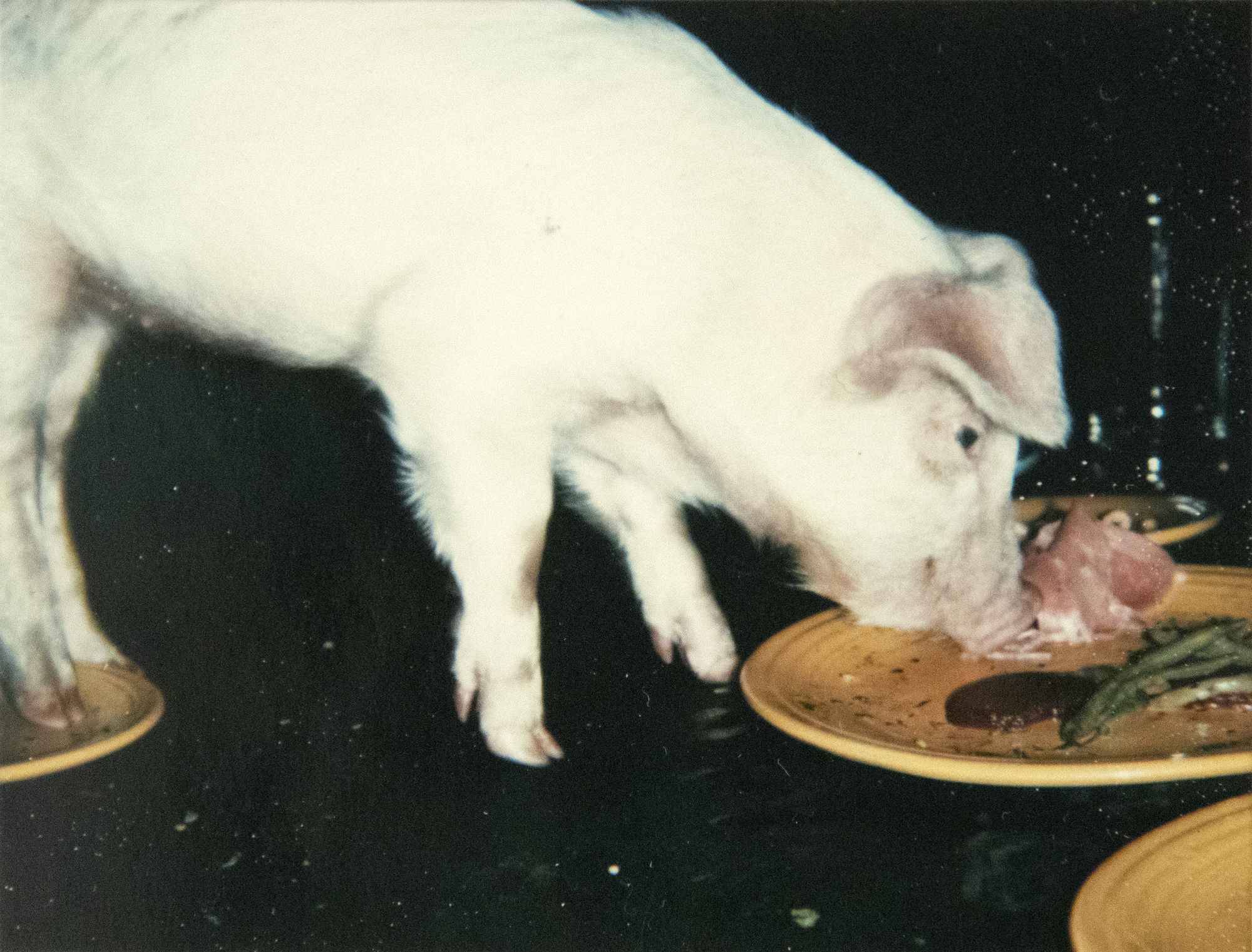 ANDY WARHOL - Fiesta Pigs - Polaroid, Polacolor - 4 1/4 x 3 3/8 in. ea.