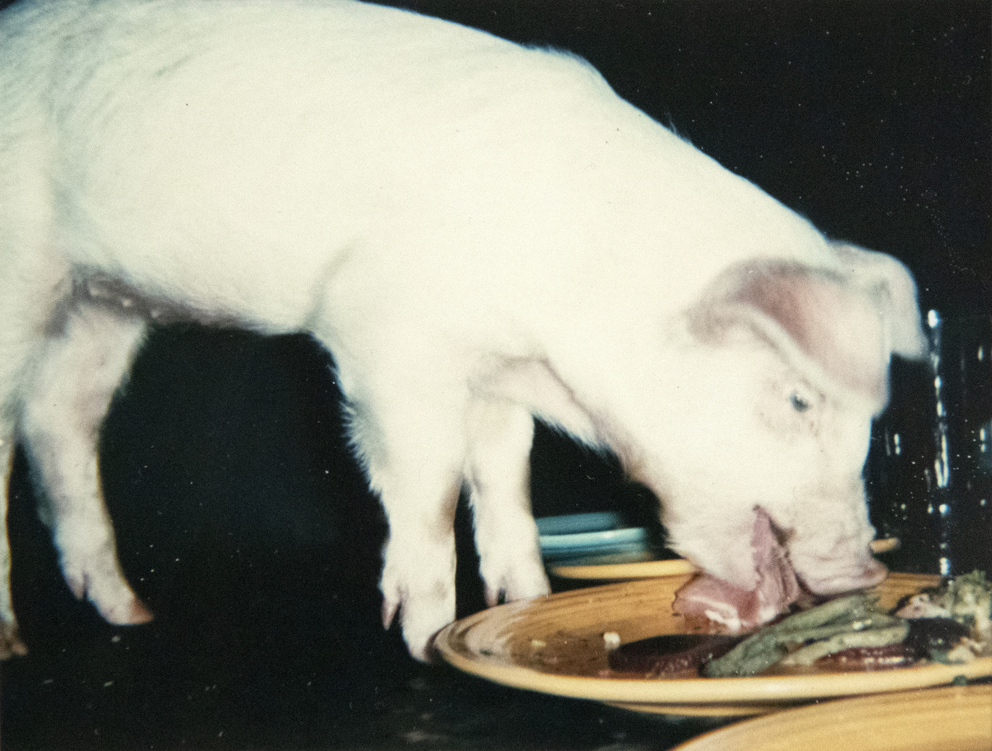 ANDY WARHOL - Fiesta Pigs - Polaroid, Polacolor - 4 1/4 x 3 3/8 in. ea.