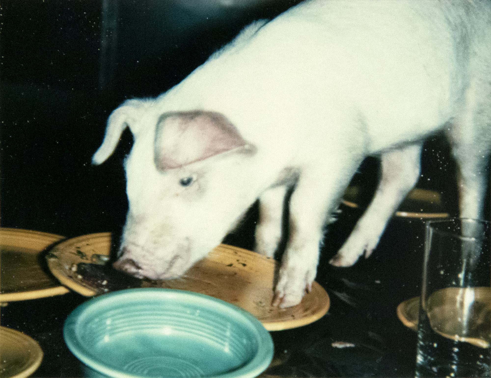 ANDY WARHOL - Fiesta Pigs ANDY WARHOL - Fiesta Pigs - Polaroid, Polacolor - 4 1/4 x 3 3/8 in. ea.