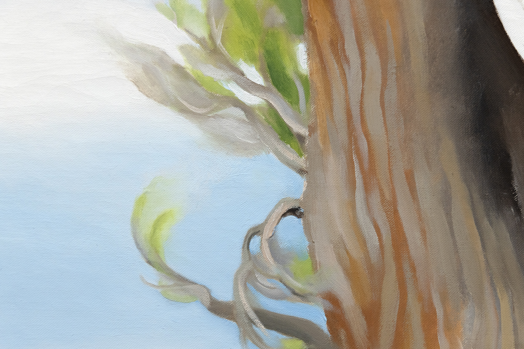 GEORGIA O'KEEFFE - Cottonwood Tree (Near Abiquiu), New Mexico Cottonwood Tree (Near Abiquiu), New Mexico (1943) by celebrated American artist Georgia O’Keeffe is exemplary of the airier, more naturalistic style that the desert inspired in her. O’Keeffe had great affinity for the distinctive beauty of the Southwest, and made her home there among the spindly trees, dramatic vistas, and bleached animal skulls that she so frequently painted. O’Keeffe took up residence at Ghost Ranch, a dude ranch twelve miles outside of the village of Abiquiú in northern New Mexico and painted this cottonwood tree around there. The softer style befitting this subject is a departure from her bold architectural landscapes and jewel-toned flowers.<br><br>The cottonwood tree is abstracted into soft patches of verdant greens through which more delineated branches are seen, spiraling in space against pockets of blue sky. The modeling of the trunk and delicate energy in the leaves carry forward past experimentations with the regional trees of the Northeast that had captivated O’Keeffe years earlier: maples, chestnuts, cedars, and poplars, among others. Two dramatic canvases from 1924, Autumn Trees, The Maple and The Chestnut Grey, are early instances of lyrical and resolute centrality, respectively. As seen in these early tree paintings, O’Keeffe exaggerated the sensibility of her subject with color and form.<br><br>In her 1974 book, O’Keeffe explained: “The meaning of a word— to me— is not as exact as the meaning of a color. Color and shapes make a more definite statement than words.” Her exacting, expressive color intrigued. The Precisionist painter Charles Demuth described how, in O’Keeffe’s work, “each color almost regains the fun it must have felt within itself on forming the first rainbow” (As quoted in C. Eldridge, Georgia O’Keeffe, New York, 1991, p. 33). As well, congruities between forms knit together her oeuvre. Subjects like hills and petals undulate alike, while antlers, trees, and tributaries correspond in their branching morphology.<br><br>The sinewy contours and gradated hues characteristic of O’Keeffe find an incredible range across decades of her tree paintings. In New Mexico, O’Keeffe returned to the cottonwood motif many times, and the seasonality of this desert tree inspired many forms. The vernal thrill of new growth was channeled into spiraling compositions like Spring Tree No.1 (1945). Then, cottonwood trees turned a vivid autumnal yellow provided a breathtaking compliment to the blue backdrop of Mount Pedernal. The ossified curves of Dead Cottonweed Tree (1943) contain dramatic pools of light and dark, providing a foil to the warm, breathing quality of this painting, Cottonwood Tree (Near Abiquiu). The aural quality of this feathered cottonwood compels a feeling guided by O’Keeffe’s use of form of color.