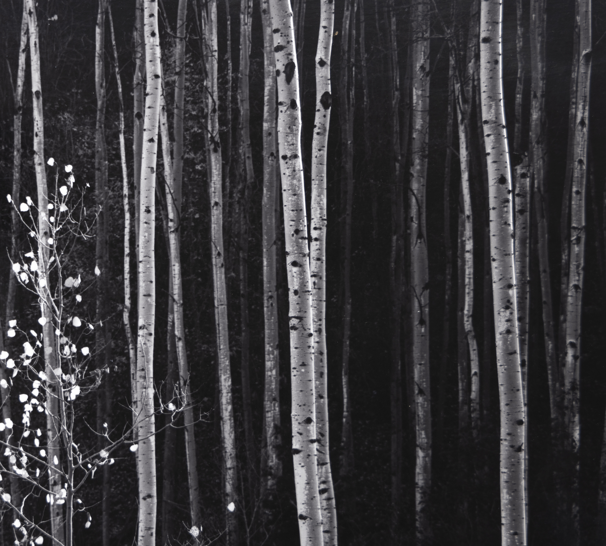 ANSEL ADAMS - Aspens, Northern New Mexico ANSEL ADAMS - Aspens, Northern New Mexico - gelatin silver print - 15 1/4 x 19 1/4 in.