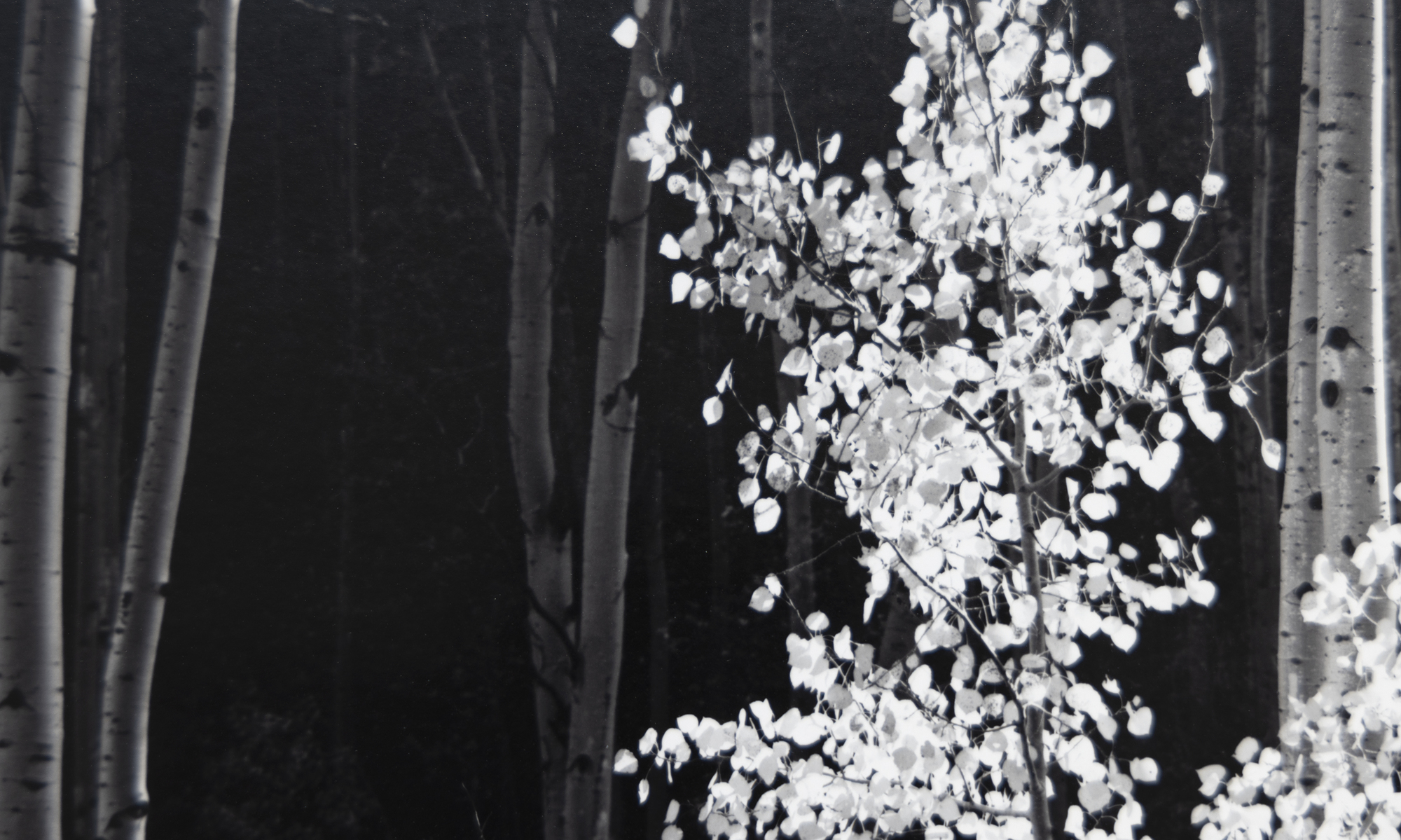 ANSEL ADAMS - Aspens, Northern New Mexico ANSEL ADAMS - Aspens, Northern New Mexico - gelatin silver print - 15 1/4 x 19 1/4 in.
