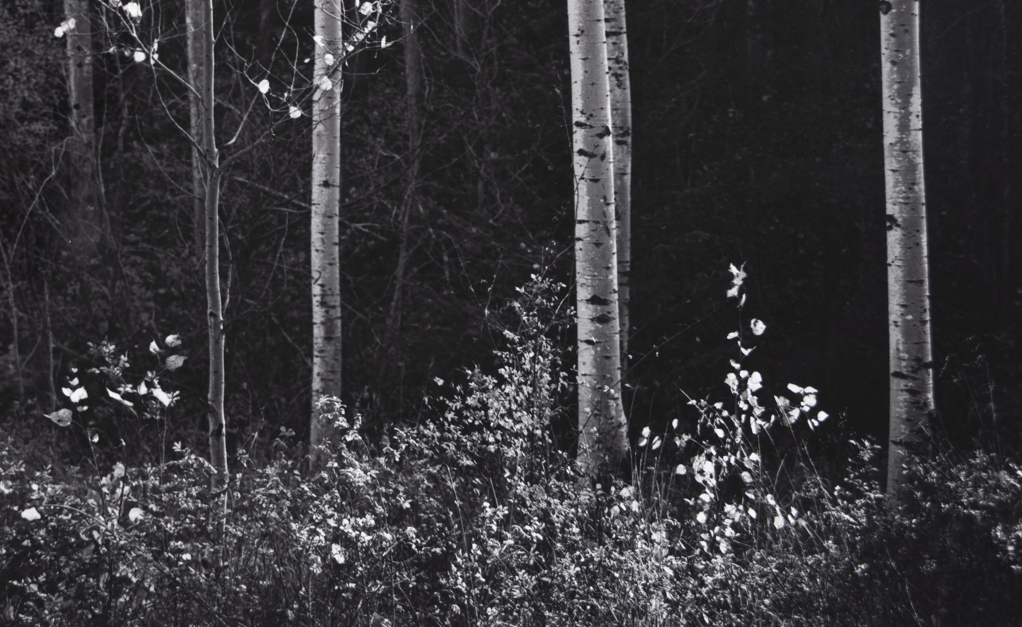 ANSEL ADAMS - Aspens, Northern New Mexico ANSEL ADAMS - Aspens, Northern New Mexico - gelatin silver print - 15 1/4 x 19 1/4 in.