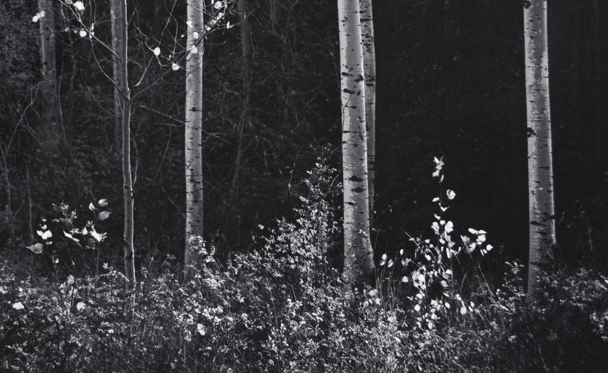 アンセル・アダムスの写真は、© The Ansel Adams Publishing Rights Trust.許可を得て複製。