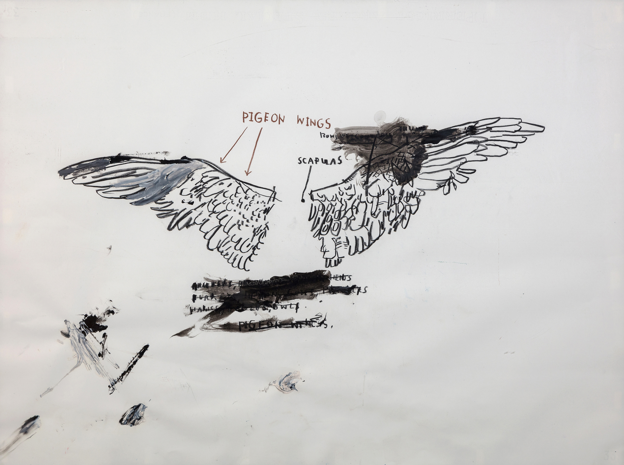 JEAN-MICHEL BASQUIAT - Untitled (Pigeon Anatomy) JEAN-MICHEL BASQUIAT - Untitled (Pigeon Anatomy) - oil, graphite, and chalk on paper - 22 x 30 in.
