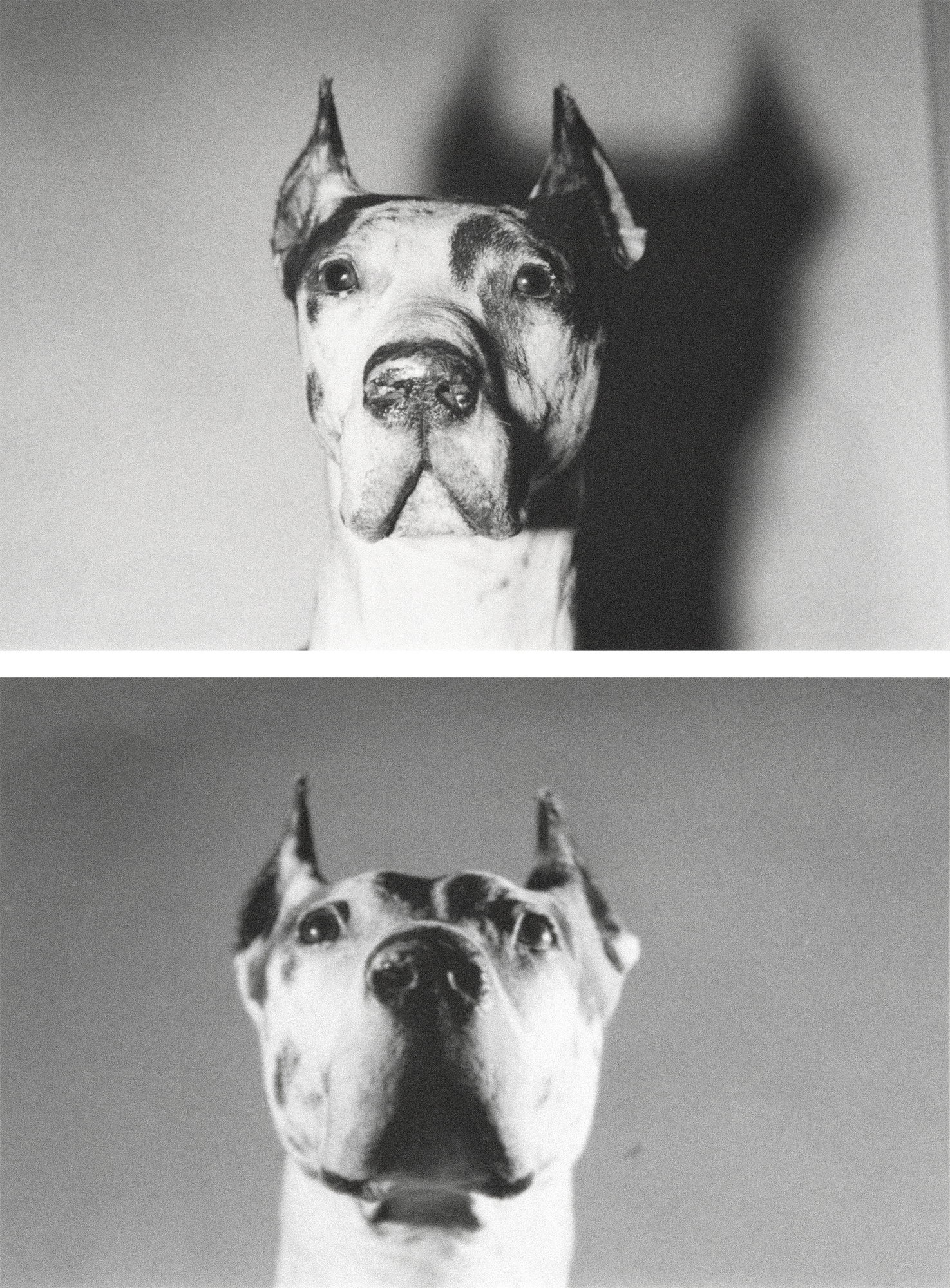 ANDY WARHOL - Dogs ANDY WARHOL - Dogs - gelatin silver print - 5 1/8 x 8 1/4 in. ea.