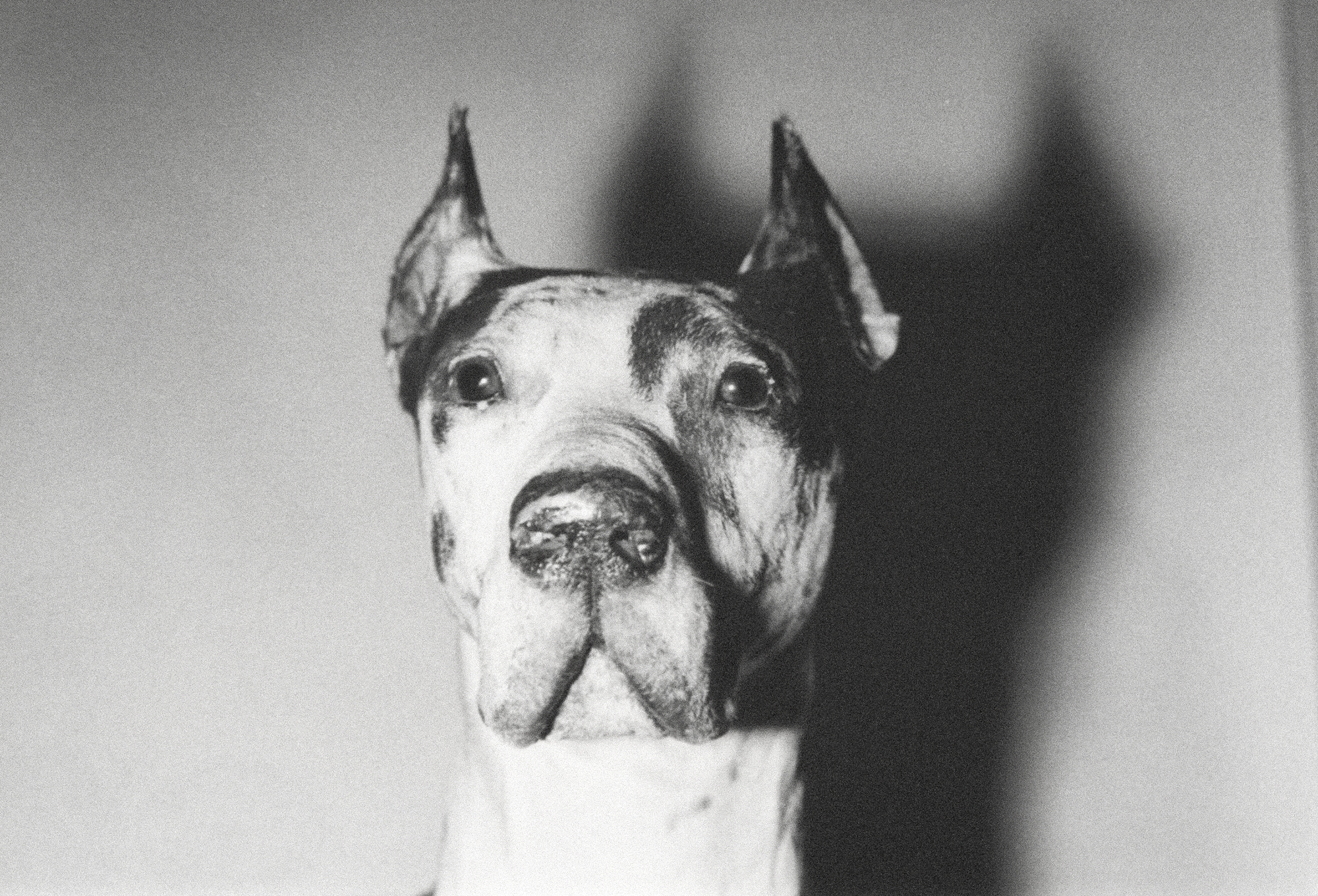 ANDY WARHOL - Dogs ANDY WARHOL - Dogs - gelatin silver print - 5 1/8 x 8 1/4 in. ea.