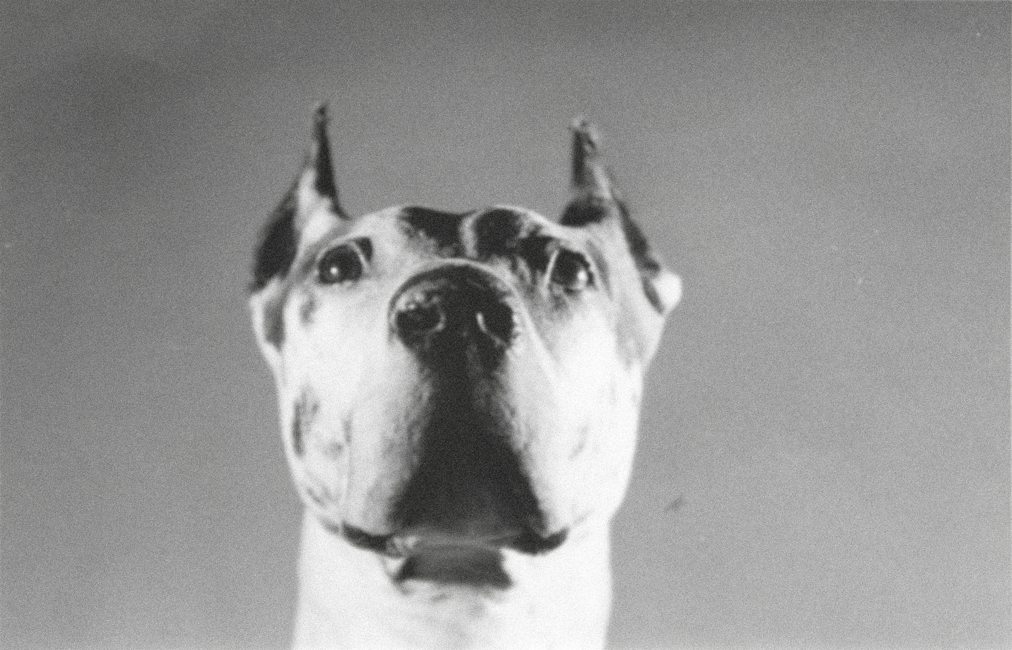 ANDY WARHOL - Dogs ANDY WARHOL - Dogs - gelatin silver print - 5 1/8 x 8 1/4 in. ea.