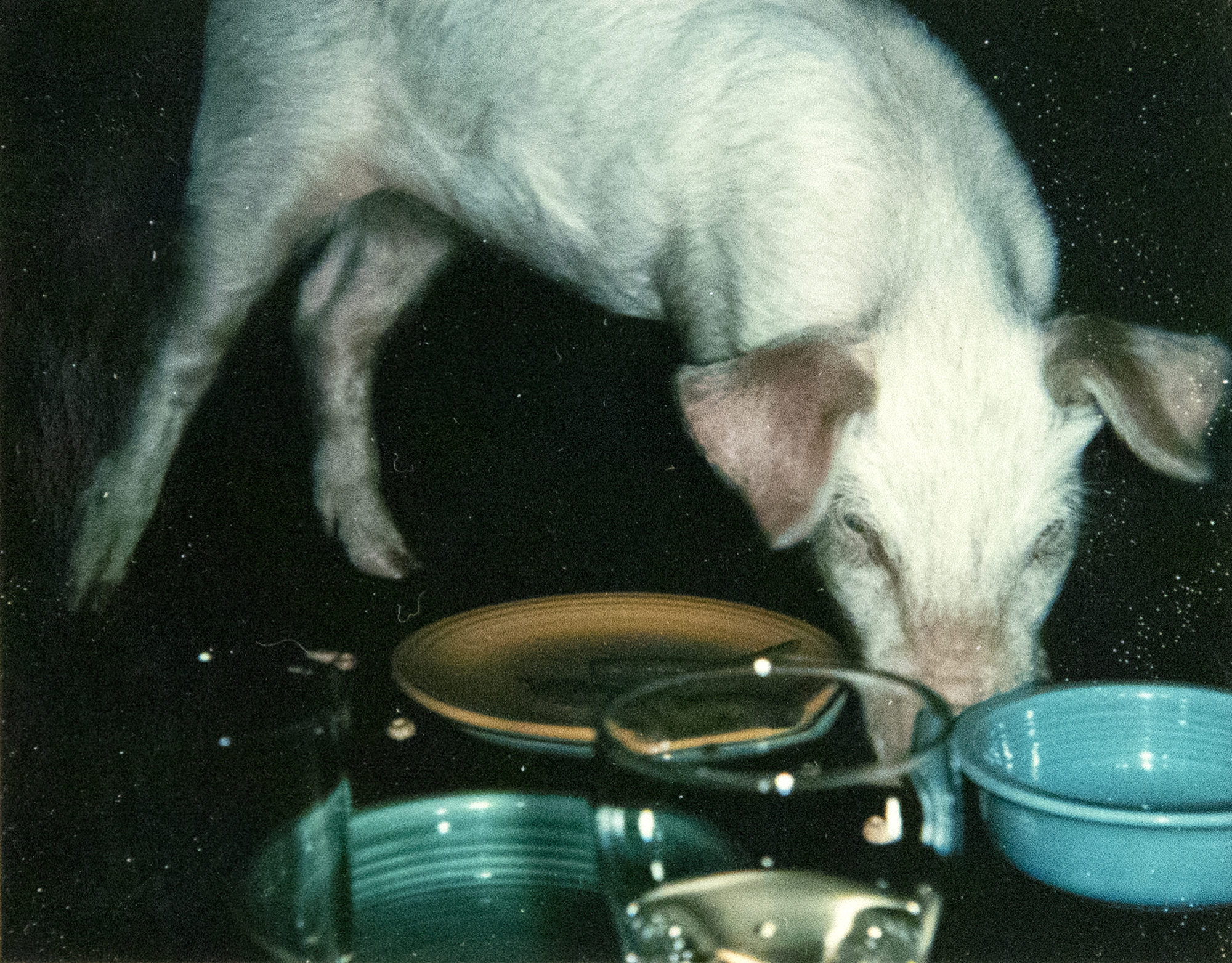 ANDY WARHOL - Fiesta Pigs ANDY WARHOL - Fiesta Pigs - Polaroid, Polacolor - 4 1/4 x 3 3/8 in. ea.