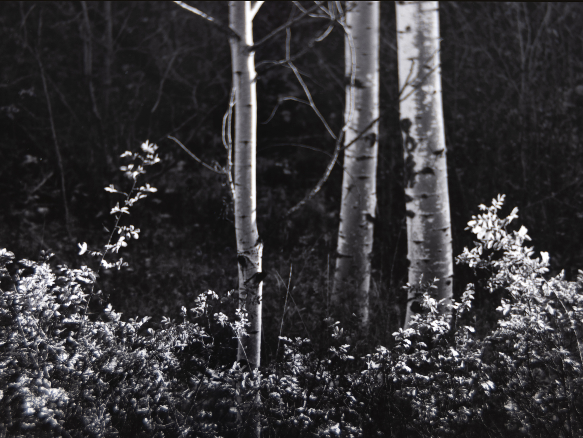 Les photographies d'Ansel Adams sont © The Ansel Adams Publishing Rights Trust. Reproduction autorisée.