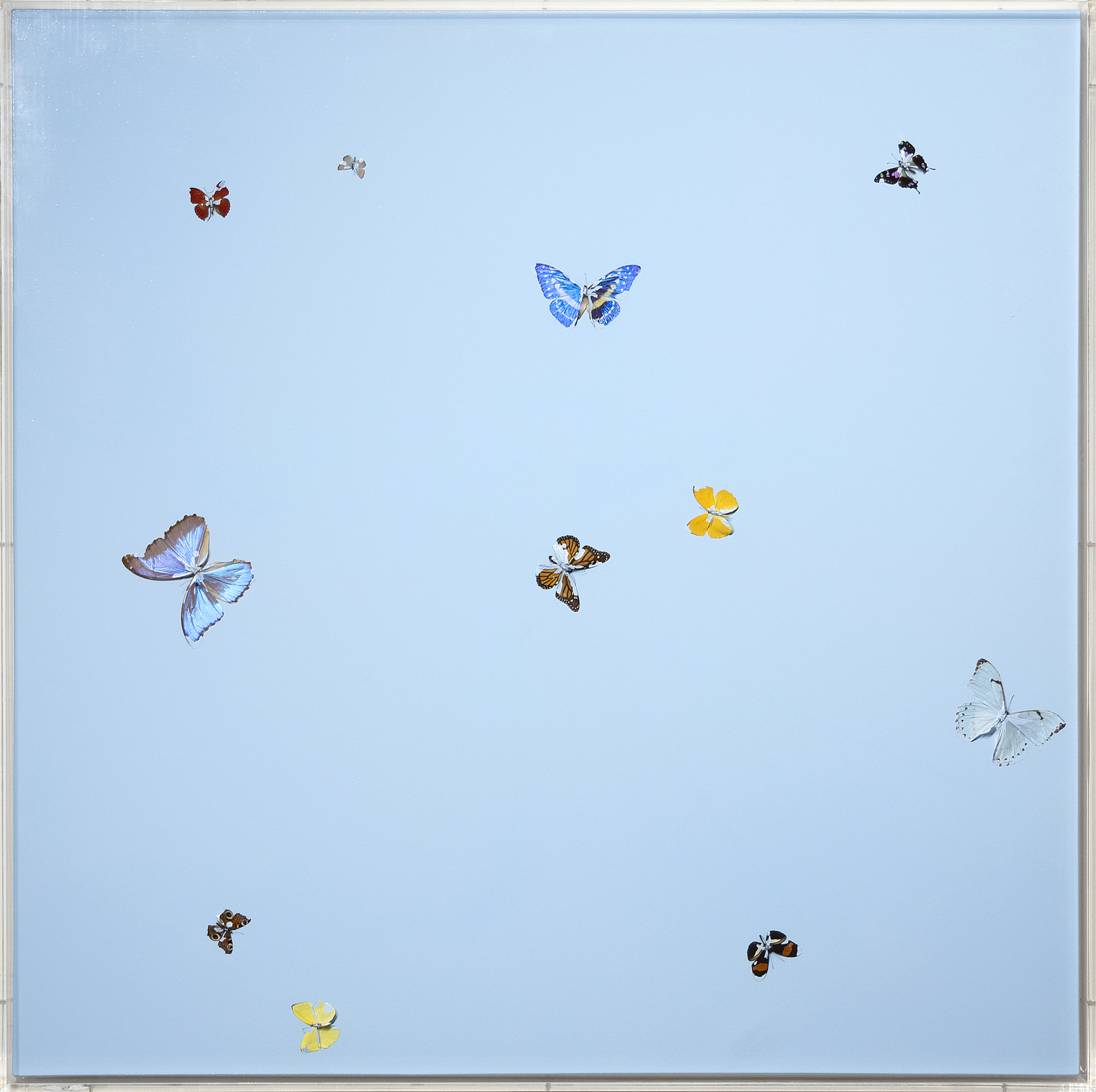 DAMIEN HIRST - Pensamientos olvidados - mariposas y brillo doméstico sobre lienzo - 68 x 68 x 1 3/8 pulgadas (punto a punto)