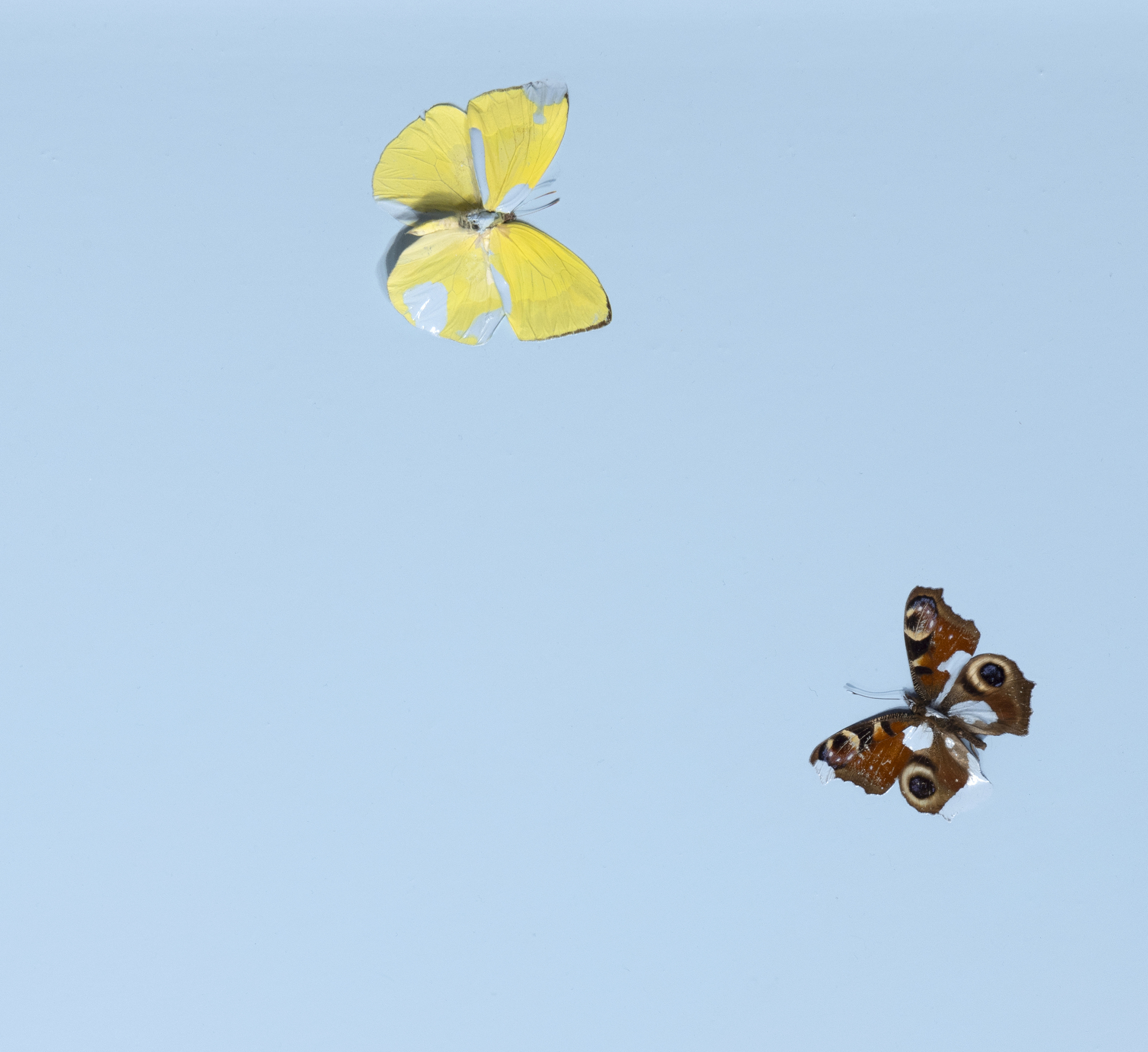 DAMIEN HIRST - Pensamientos olvidados - mariposas y brillo doméstico sobre lienzo - 68 x 68 x 1 3/8 pulgadas (punto a punto)