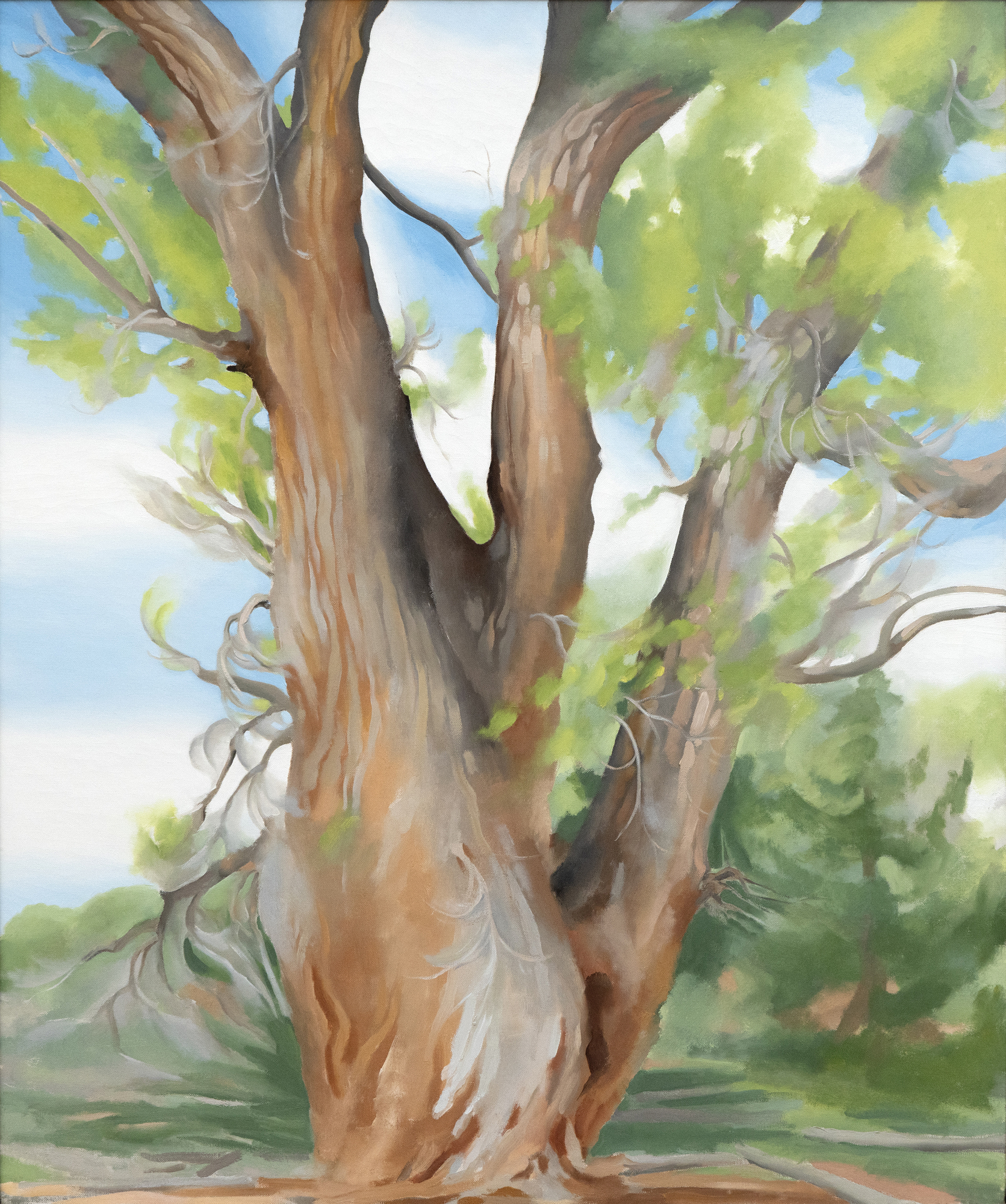 Cottonwood Tree (Near Abiquiu), New Mexico (1943) by celebrated American artist Georgia O’Keeffe is exemplary of the airier, more naturalistic style that the desert inspired in her. O’Keeffe had great affinity for the distinctive beauty of the Southwest, and made her home there among the spindly trees, dramatic vistas, and bleached animal skulls that she so frequently painted. O’Keeffe took up residence at Ghost Ranch, a dude ranch twelve miles outside of the village of Abiquiú in northern New Mexico and painted this cottonwood tree around there. The softer style befitting this subject is a departure from her bold architectural landscapes and jewel-toned flowers.&lt;br&gt;&lt;br&gt;The cottonwood tree is abstracted into soft patches of verdant greens through which more delineated branches are seen, spiraling in space against pockets of blue sky. The modeling of the trunk and delicate energy in the leaves carry forward past experimentations with the regional trees of the Northeast that had captivated O’Keeffe years earlier: maples, chestnuts, cedars, and poplars, among others. Two dramatic canvases from 1924, Autumn Trees, The Maple and The Chestnut Grey, are early instances of lyrical and resolute centrality, respectively. As seen in these early tree paintings, O’Keeffe exaggerated the sensibility of her subject with color and form.&lt;br&gt;&lt;br&gt;In her 1974 book, O’Keeffe explained: “The meaning of a word— to me— is not as exact as the meaning of a color. Color and shapes make a more definite statement than words.” Her exacting, expressive color intrigued. The Precisionist painter Charles Demuth described how, in O’Keeffe’s work, “each color almost regains the fun it must have felt within itself on forming the first rainbow” (As quoted in C. Eldridge, Georgia O’Keeffe, New York, 1991, p. 33). As well, congruities between forms knit together her oeuvre. Subjects like hills and petals undulate alike, while antlers, trees, and tributaries correspond in their branching morphology.&lt;br&gt;&lt;br&gt;The sinewy contours and gradated hues characteristic of O’Keeffe find an incredible range across decades of her tree paintings. In New Mexico, O’Keeffe returned to the cottonwood motif many times, and the seasonality of this desert tree inspired many forms. The vernal thrill of new growth was channeled into spiraling compositions like Spring Tree No.1 (1945). Then, cottonwood trees turned a vivid autumnal yellow provided a breathtaking compliment to the blue backdrop of Mount Pedernal. The ossified curves of Dead Cottonweed Tree (1943) contain dramatic pools of light and dark, providing a foil to the warm, breathing quality of this painting, Cottonwood Tree (Near Abiquiu). The aural quality of this feathered cottonwood compels a feeling guided by O’Keeffe’s use of form of color.