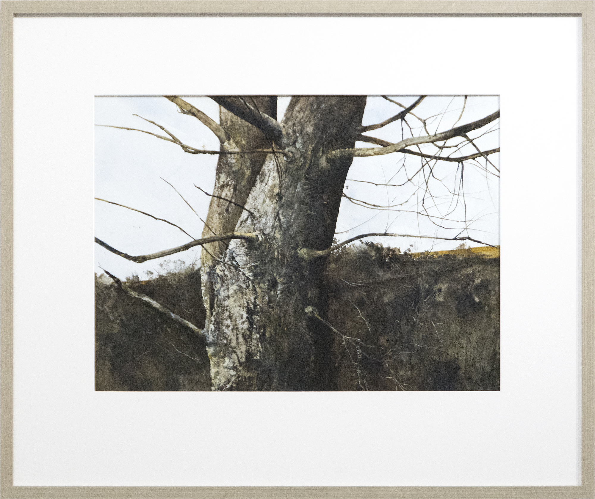 GREGORY SUMIDA - Branches - watercolor on paper - 22 x 30 in.