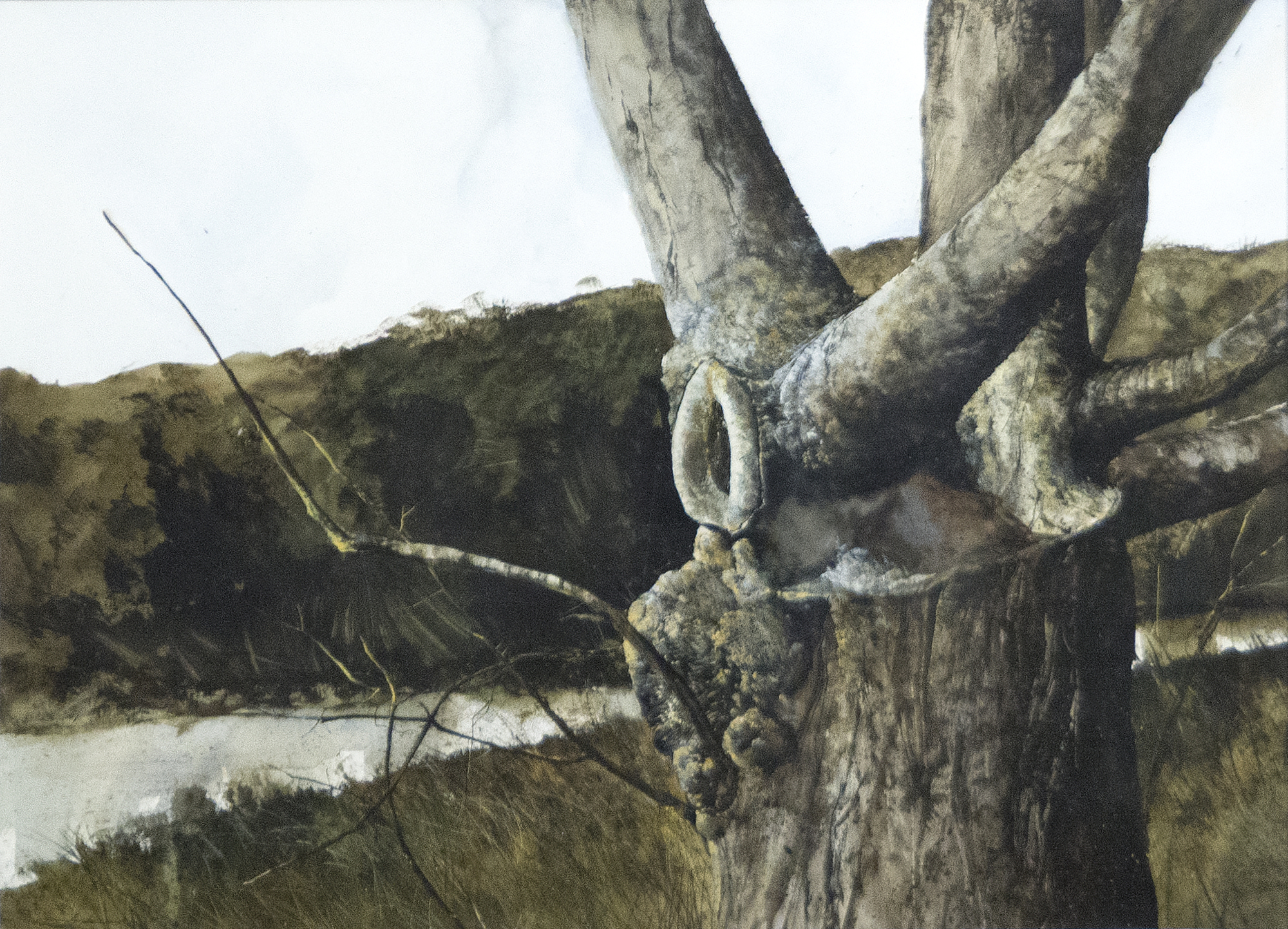 GREGORY SUMIDA - Tree Trunks GREGORY SUMIDA - Tree Trunks - watercolor on paper - 29 1/2 x 39 3/4 in.
