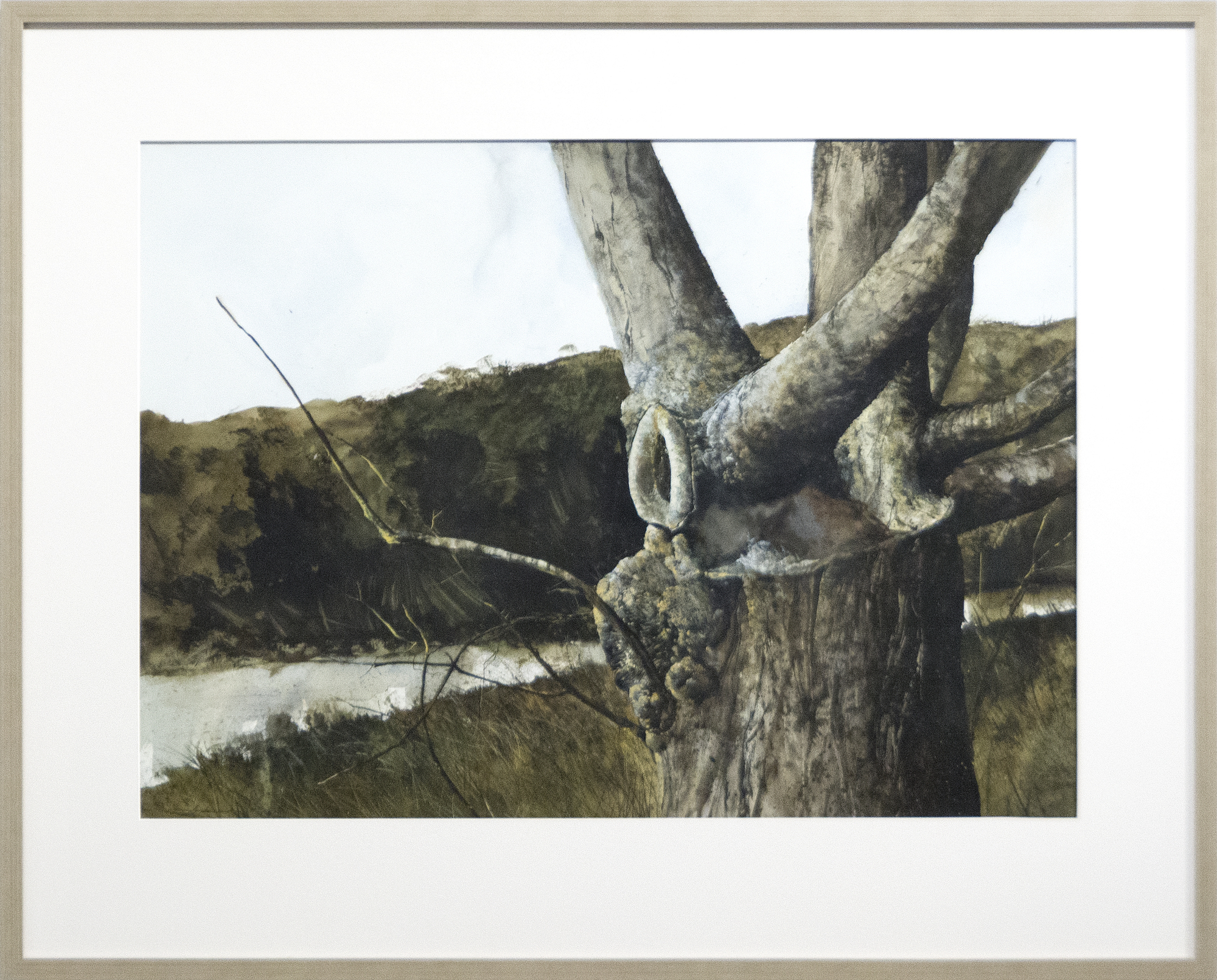 GREGORY SUMIDA - Tree Trunks GREGORY SUMIDA - Tree Trunks - watercolor on paper - 29 1/2 x 39 3/4 in.