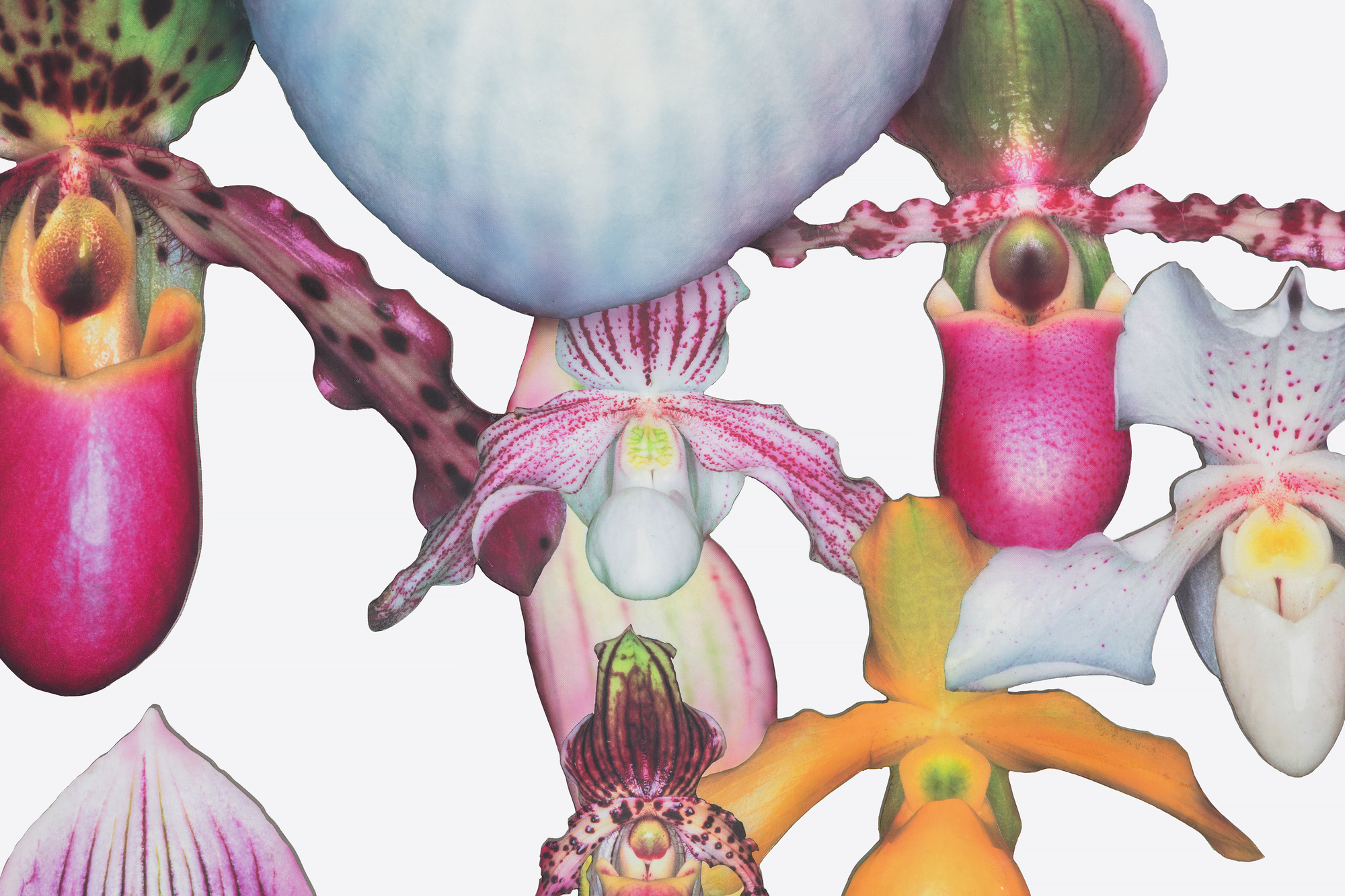 MARC QUINN - Lovebomb MARC QUINN - Lovebomb - photo laminate on aluminum - 108 1/4 x 71 3/4 x 37 3/4 in.