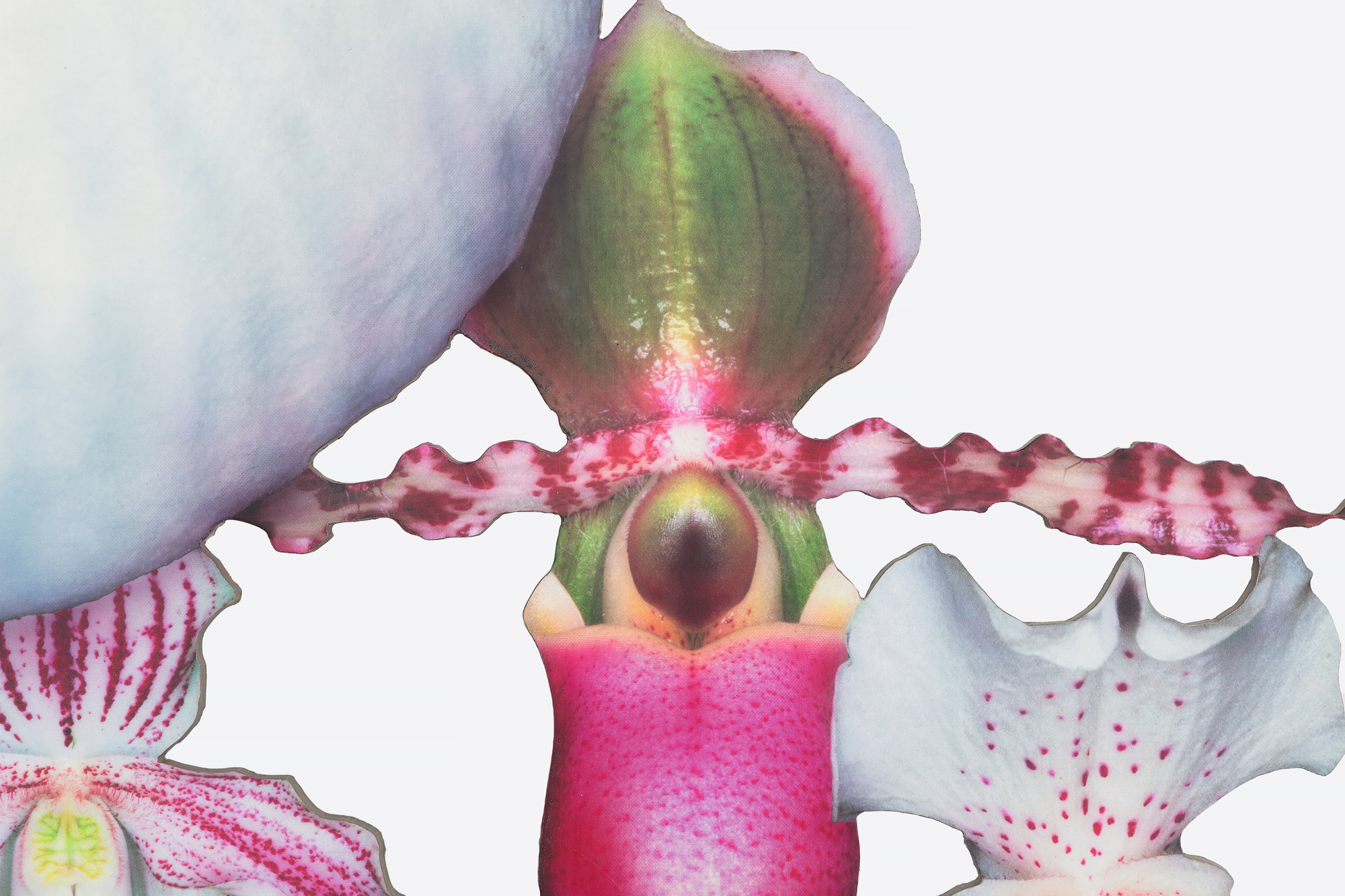 MARC QUINN - Lovebomb MARC QUINN - Lovebomb - photo laminate on aluminum - 108 1/4 x 71 3/4 x 37 3/4 in.