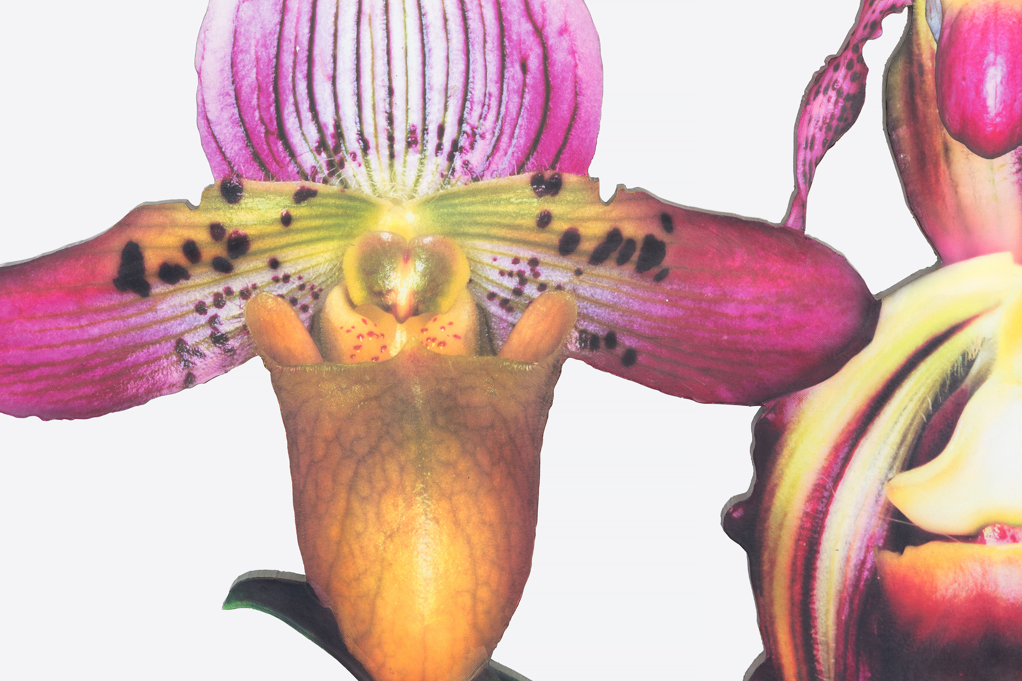 MARC QUINN - Lovebomb MARC QUINN - Lovebomb - photo laminate on aluminum - 108 1/4 x 71 3/4 x 37 3/4 in.