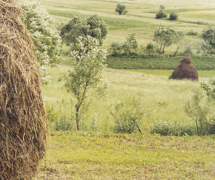 CLARE RICHARDSON - Untitled I (from Sylvan) CLARE RICHARDSON - Untitled I (from Sylvan) - c-print - 42 1/4 x 50 in.