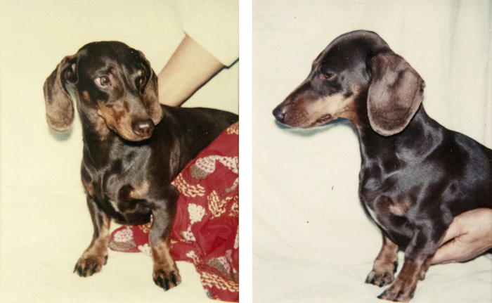 ANDY WARHOL - Maurice the Dog Two Polaroids ANDY WARHOL - Maurice the Dog Two Polaroids - Polaroid, Polacolor - 4 1/2 x 3 1/2 in. ea.