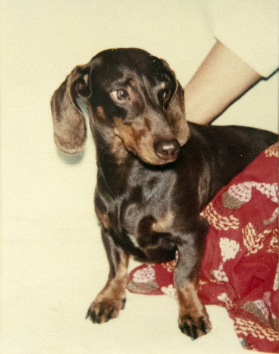ANDY WARHOL - Maurice the Dog Two Polaroids ANDY WARHOL - Maurice the Dog Two Polaroids - Polaroid, Polacolor - 4 1/2 x 3 1/2 in. ea.