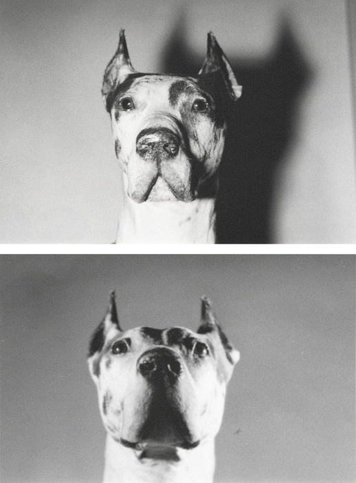 ANDY WARHOL - Dogs ANDY WARHOL - Dogs - gelatin silver print - 5 1/8 x 8 1/4 in. ea.