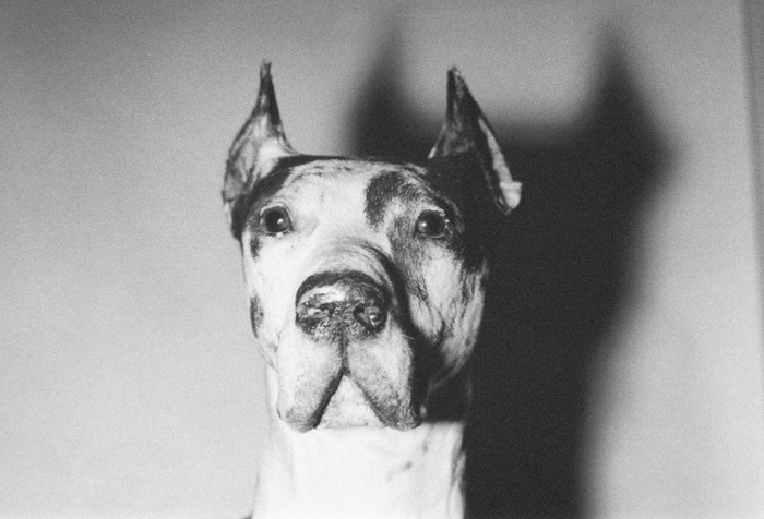ANDY WARHOL - Dogs ANDY WARHOL - Dogs - gelatin silver print - 5 1/8 x 8 1/4 in. ea.