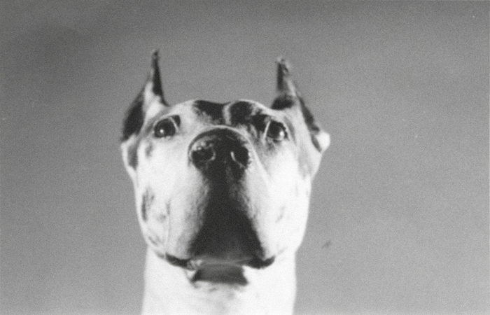 ANDY WARHOL - Dogs ANDY WARHOL - Dogs - gelatin silver print - 5 1/8 x 8 1/4 in. ea.