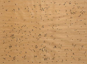 ED RUSCHA - Black Ants - silkscreen printed in colors on wood-veneered paper - 20 1/4 x 27 1/4 in.