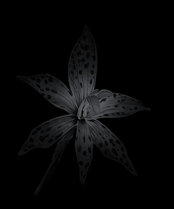 PENELOPE GOTTLIEB - Thelymitra variegate (LC) - acrylic over aluminum - 24 x 20