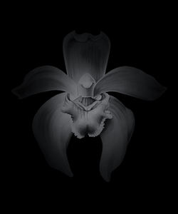 PENELOPE GOTTLIEB - Sudamerlycaste cinnabarina (LC) - acrylic over aluminum - 24 x 20 in.
