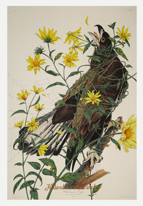 PENELOPE GOTTLIEB - Helianthus divaricatus (IAS) - acrylic and ink over John James Audubon print - 38 x 25 1/2