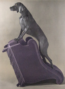 WILLIAM WEGMAN - Armed Chair - color photo lithograph - 46 1/4 x 34 1/2 in.
