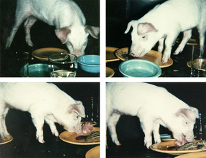 ANDY WARHOL - Fiesta Pigs - Polaroid, Polacolor - 4 1/4 x 3/8 in.