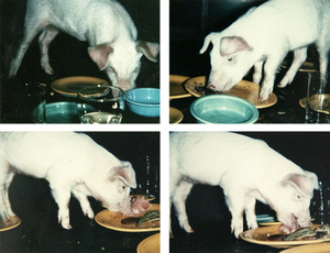 ANDY WARHOL - Fiesta Pigs - Polaroid, Polacolor - 4 1/4 x 3 3/8 in. ea.