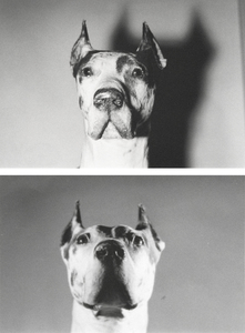 ANDY WARHOL -- الكلاب -- الجيلاتين الفضة المطبوعة -- 5 1 / 8 × 8 1 / 4 في.