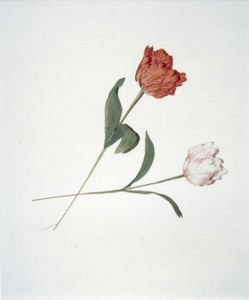 ANDY WARHOL - Flores - Polaroid sobre tabla - 4 1/4 x 3 3/8 in.