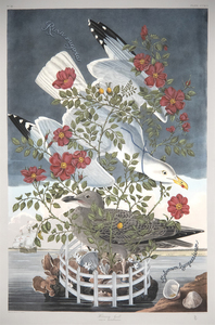 PENELOPE GOTTLIEB - Rosa Rugosa - acrylic and ink over Audubon print - 38 x 26 in.