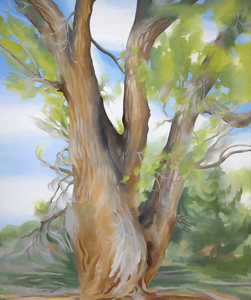 Cottonwood Tree (Near Abiquiu), New Mexico (1943) by celebrated American artist Georgia O’Keeffe is exemplary of the airier, more naturalistic style that the desert inspired in her. O’Keeffe had great affinity for the distinctive beauty of the Southwest, and made her home there among the spindly trees, dramatic vistas, and bleached animal skulls that she so frequently painted. O’Keeffe took up residence at Ghost Ranch, a dude ranch twelve miles outside of the village of Abiquiú in northern New Mexico and painted this cottonwood tree around there. The softer style befitting this subject is a departure from her bold architectural landscapes and jewel-toned flowers.<br><br>The cottonwood tree is abstracted into soft patches of verdant greens through which more delineated branches are seen, spiraling in space against pockets of blue sky. The modeling of the trunk and delicate energy in the leaves carry forward past experimentations with the regional trees of the Northeast that had captivated O’Keeffe years earlier: maples, chestnuts, cedars, and poplars, among others. Two dramatic canvases from 1924, Autumn Trees, The Maple and The Chestnut Grey, are early instances of lyrical and resolute centrality, respectively. As seen in these early tree paintings, O’Keeffe exaggerated the sensibility of her subject with color and form.<br><br>In her 1974 book, O’Keeffe explained: “The meaning of a word— to me— is not as exact as the meaning of a color. Color and shapes make a more definite statement than words.” Her exacting, expressive color intrigued. The Precisionist painter Charles Demuth described how, in O’Keeffe’s work, “each color almost regains the fun it must have felt within itself on forming the first rainbow” (As quoted in C. Eldridge, Georgia O’Keeffe, New York, 1991, p. 33). As well, congruities between forms knit together her oeuvre. Subjects like hills and petals undulate alike, while antlers, trees, and tributaries correspond in their branching morphology.<br><br>The sinewy contours and gradated hues characteristic of O’Keeffe find an incredible range across decades of her tree paintings. In New Mexico, O’Keeffe returned to the cottonwood motif many times, and the seasonality of this desert tree inspired many forms. The vernal thrill of new growth was channeled into spiraling compositions like Spring Tree No.1 (1945). Then, cottonwood trees turned a vivid autumnal yellow provided a breathtaking compliment to the blue backdrop of Mount Pedernal. The ossified curves of Dead Cottonweed Tree (1943) contain dramatic pools of light and dark, providing a foil to the warm, breathing quality of this painting, Cottonwood Tree (Near Abiquiu). The aural quality of this feathered cottonwood compels a feeling guided by O’Keeffe’s use of form of color.