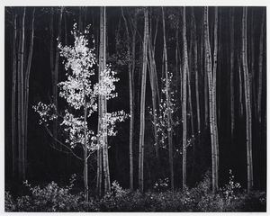 安塞尔-亚当斯--新墨西哥州北部的白杨树--明胶银版画--15 1/4 x 19 1/4英寸。