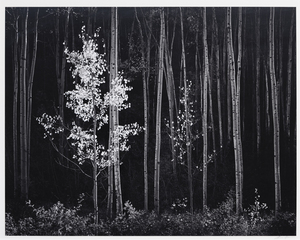 アンセル・アダムスの写真は、© The Ansel Adams Publishing Rights Trust.許可を得て複製。