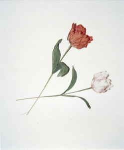ANDY WARHOL-Flowers
